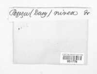 Image of Dasyscyphella nivea